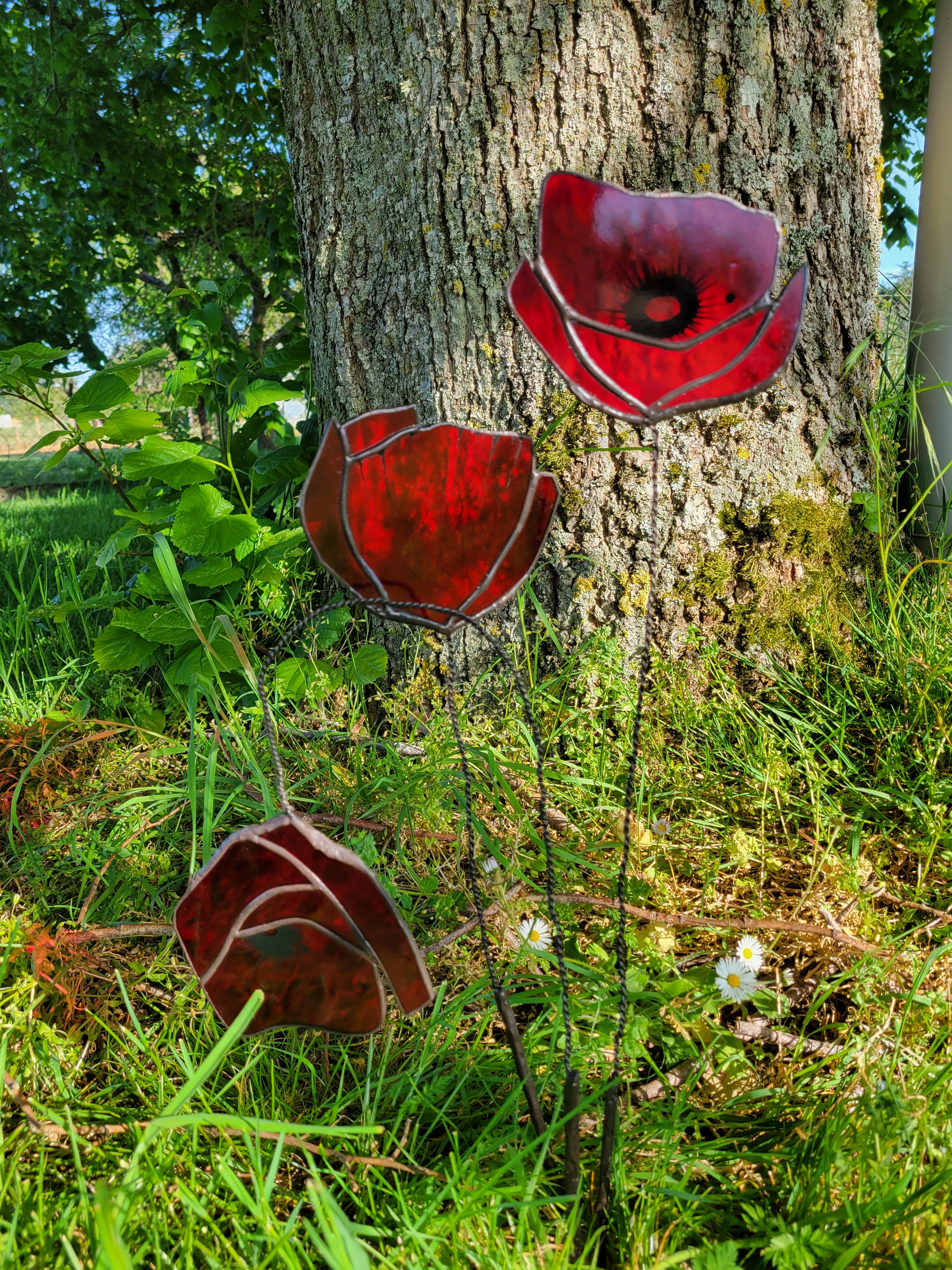 Coquelicot 2